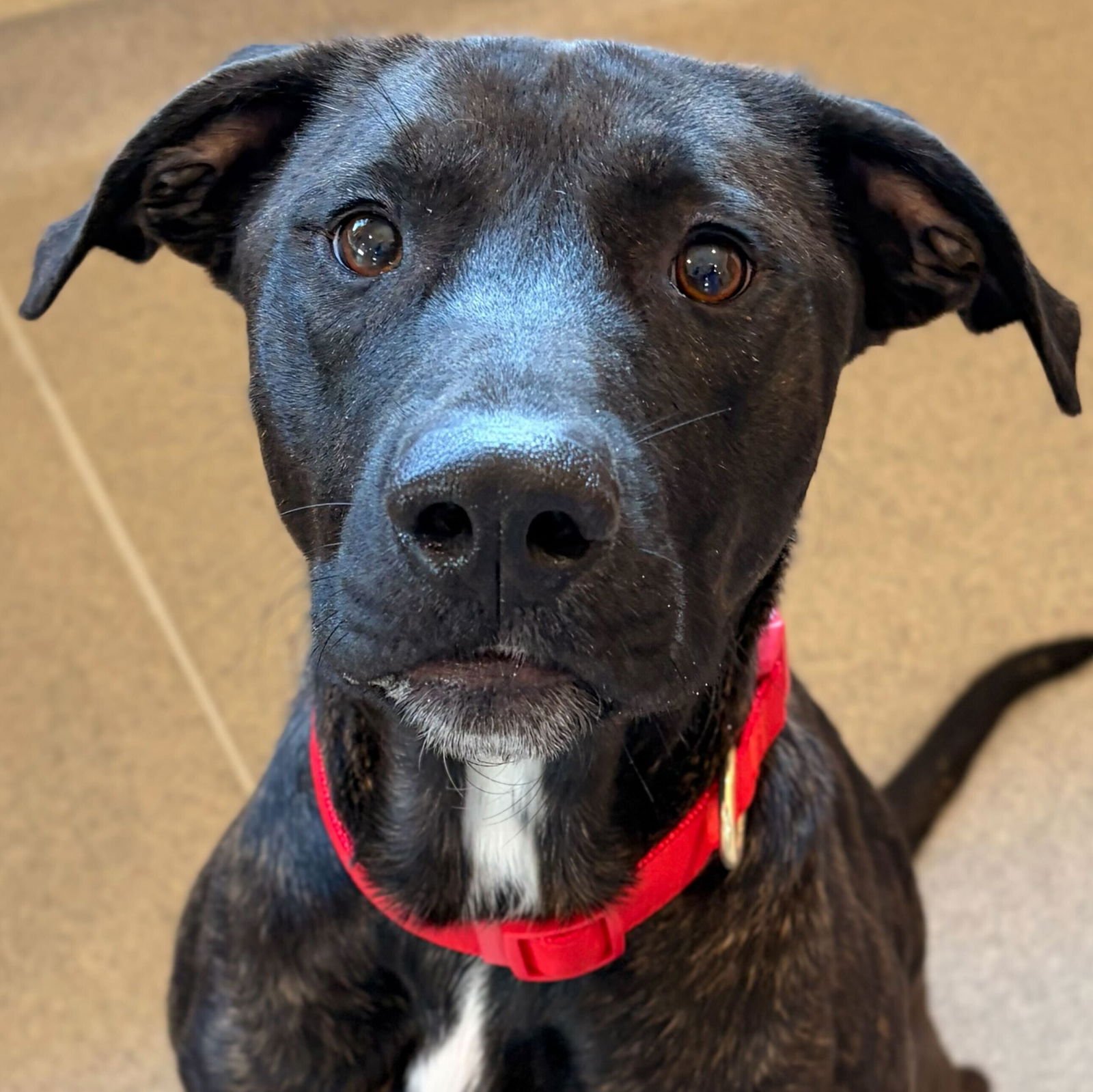 PHILIPS - Pit Bull Terrier available for adoption