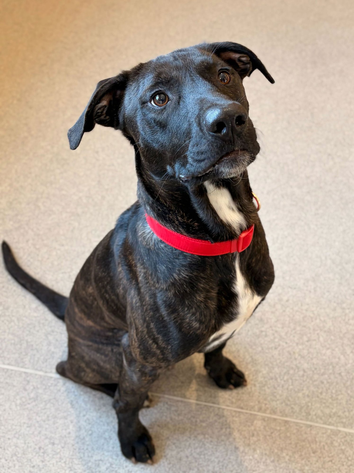 PHILIPS - Pit Bull Terrier available for adoption