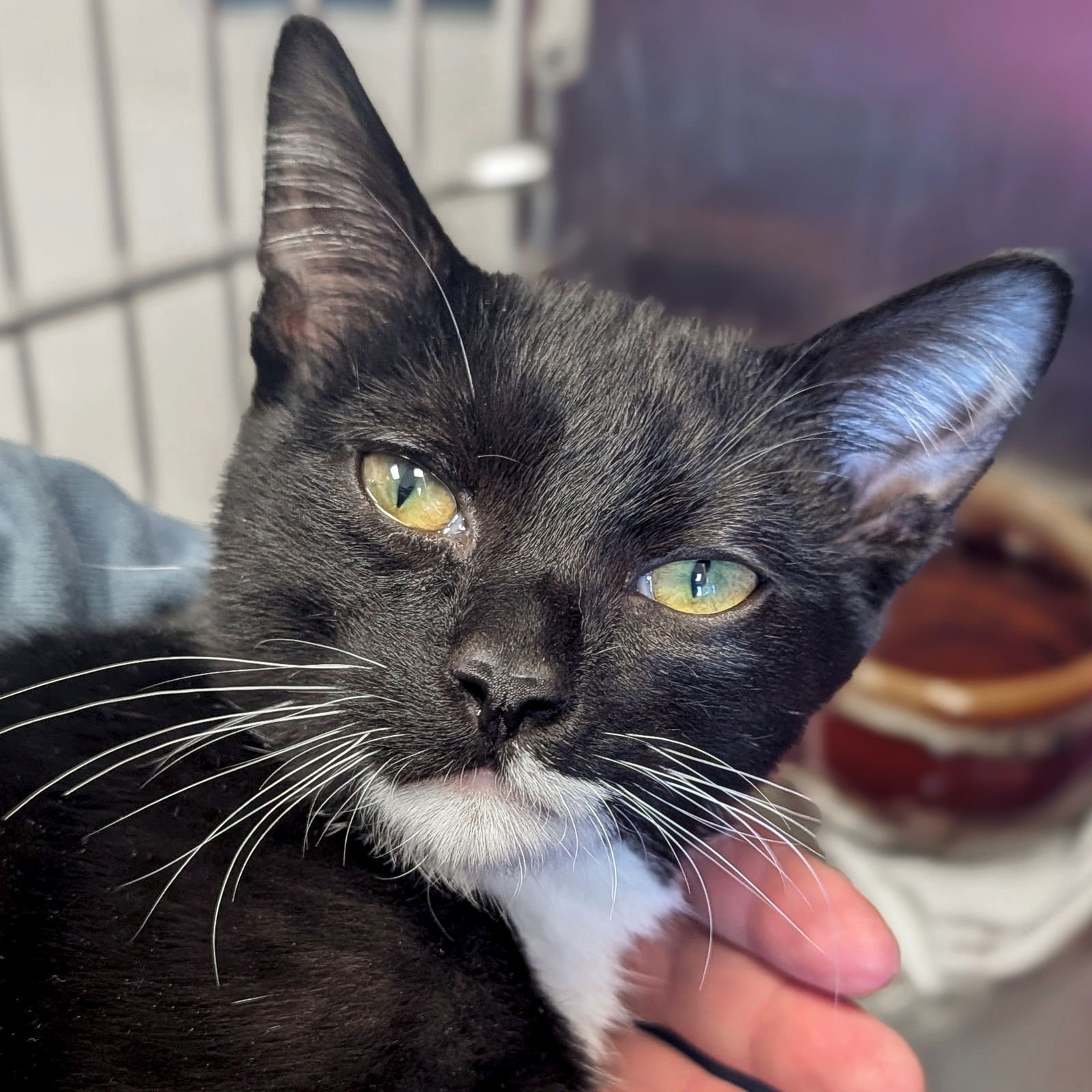 VELCRO - Domestic Short Hair available for adoption