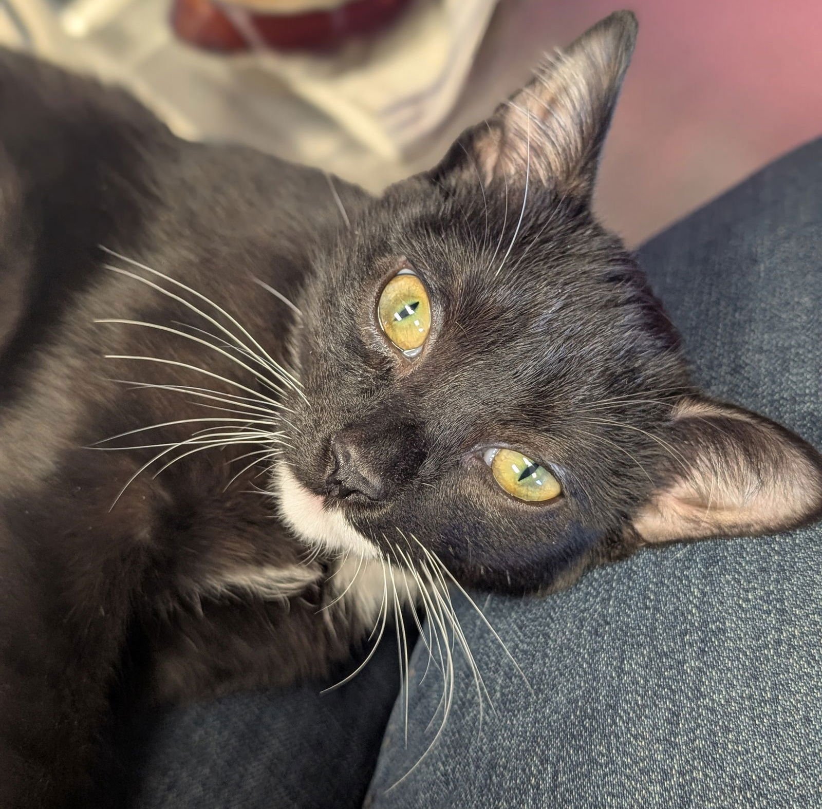 VELCRO - Domestic Short Hair available for adoption