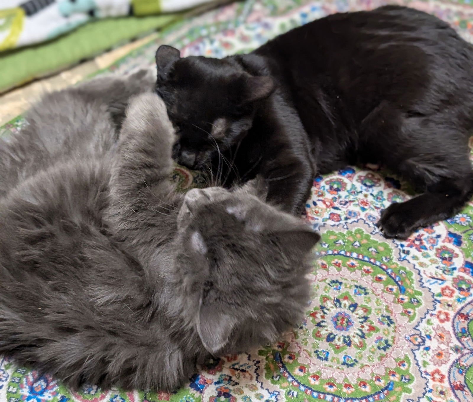 LULA - Domestic Long Hair available for adoption