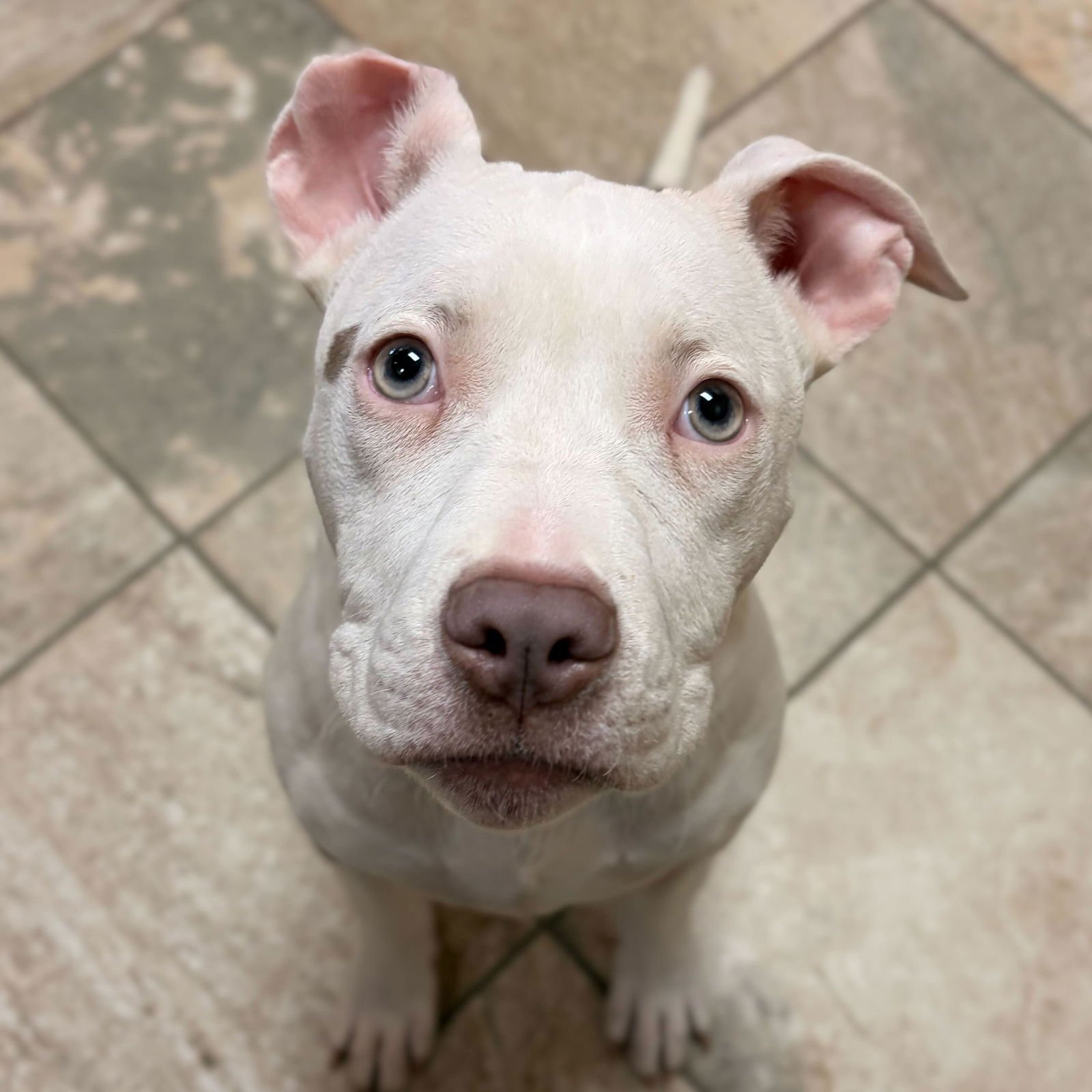 EARABELL - Terrier available for adoption