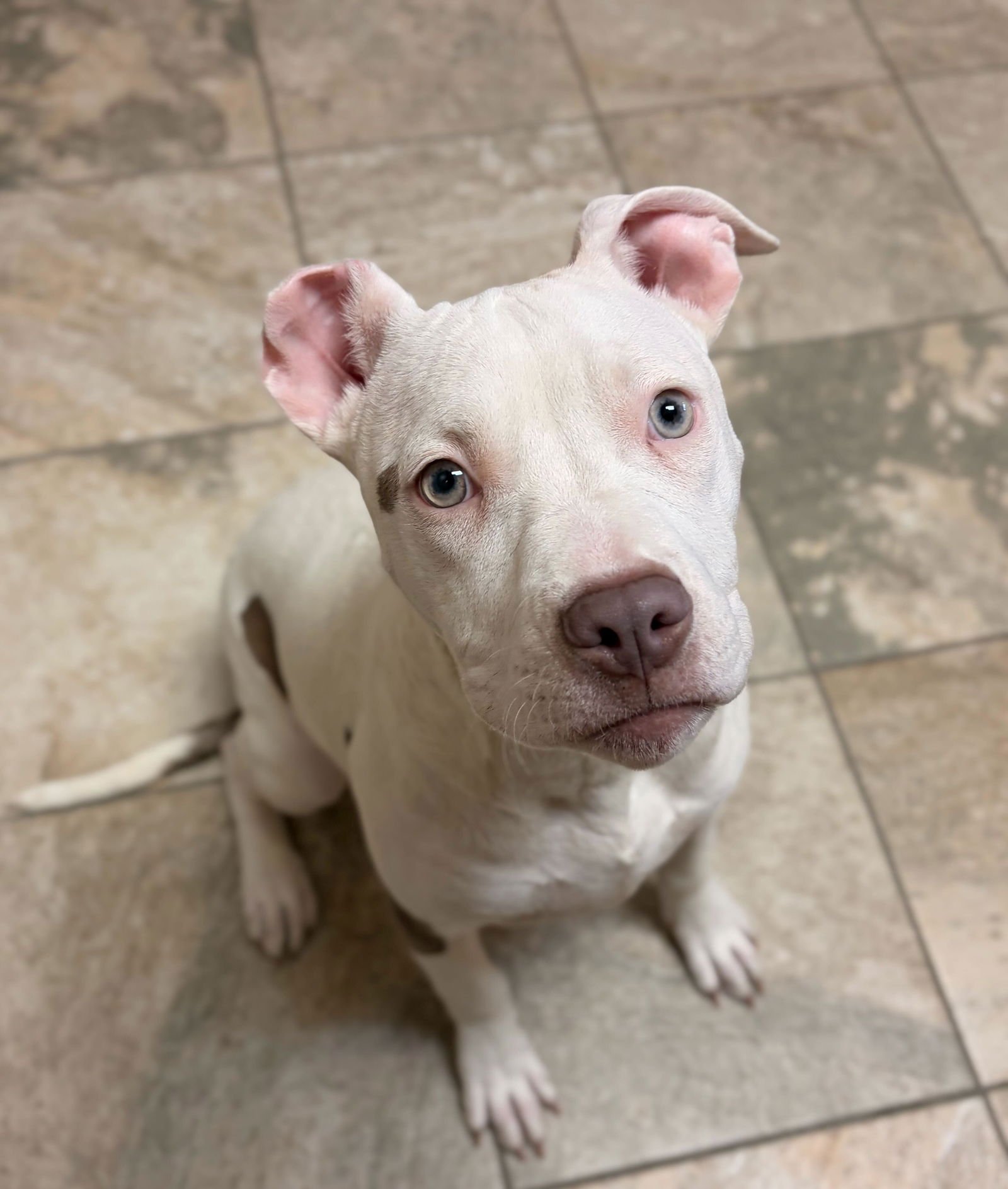 EARABELL - Terrier available for adoption