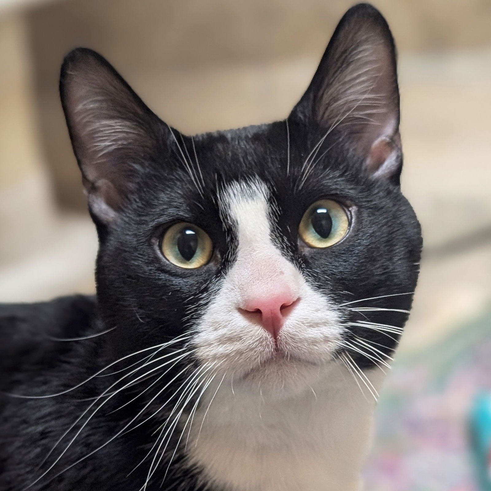 BLU - REDUCED FEE! - Domestic Short Hair available for adoption