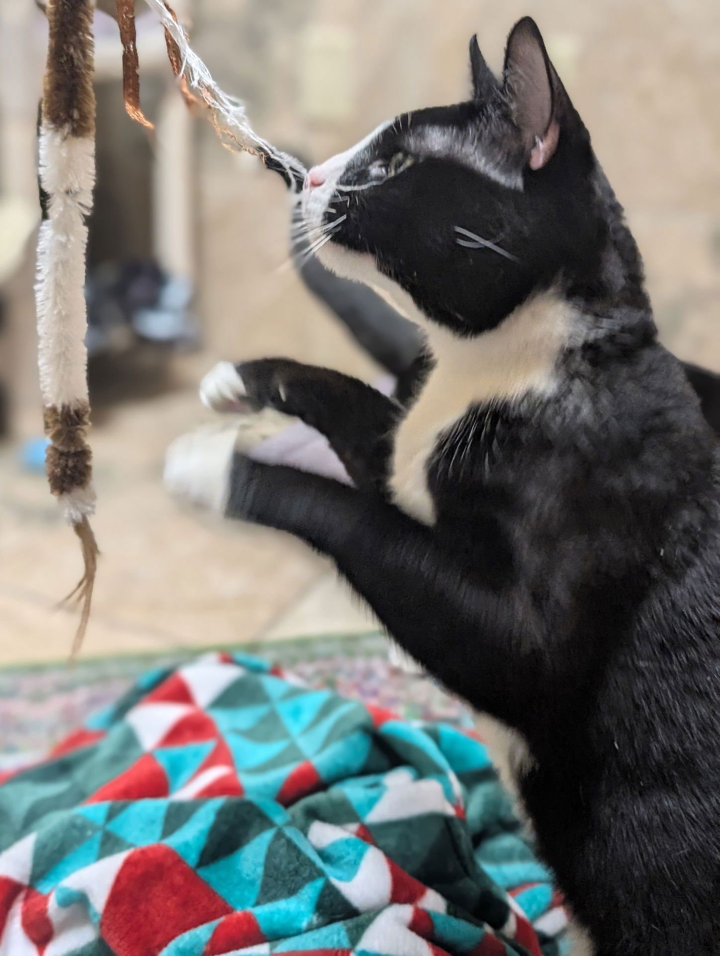 Blu - Reduced Fee! - Photo 4