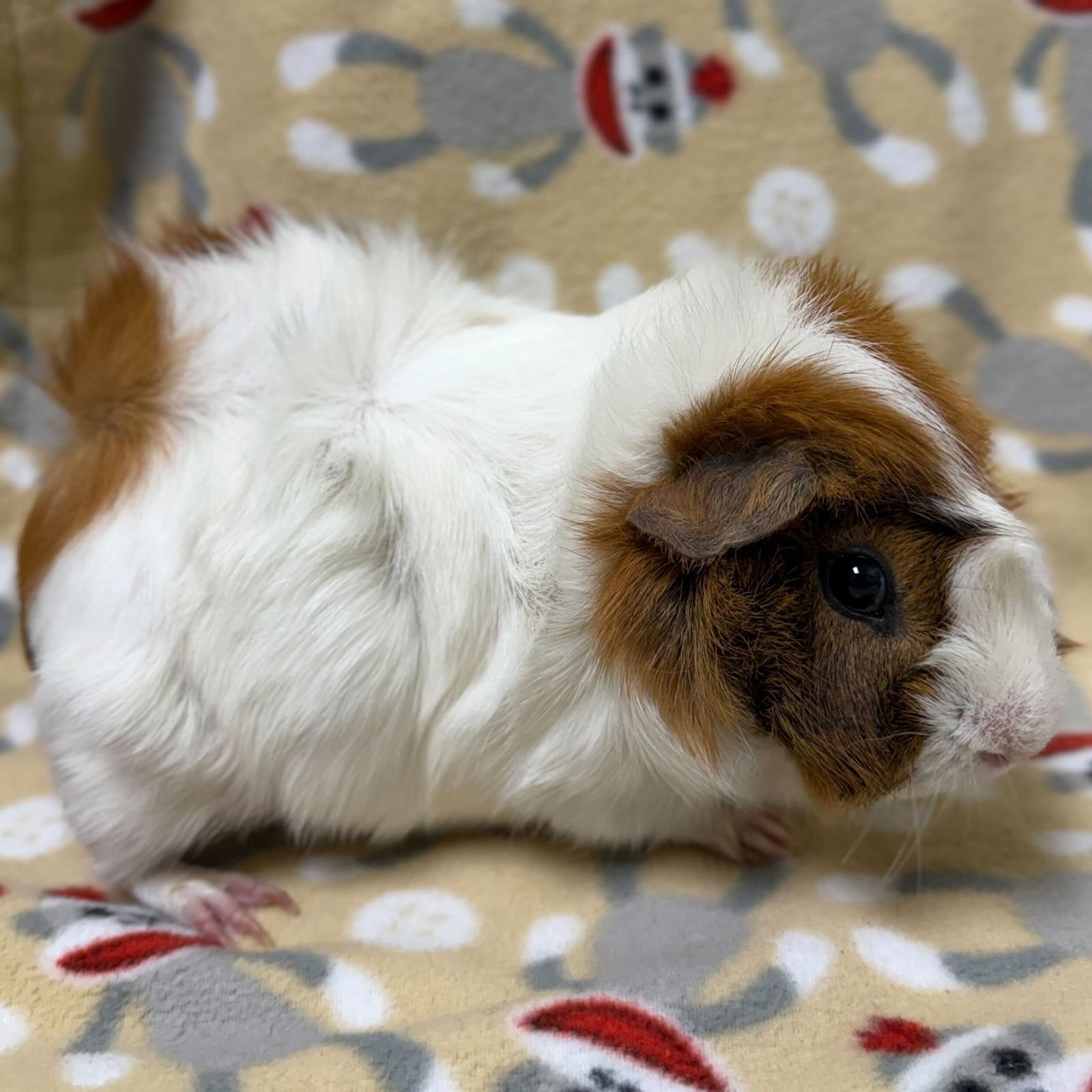 SQUEAKERS - Guinea Pig available for adoption