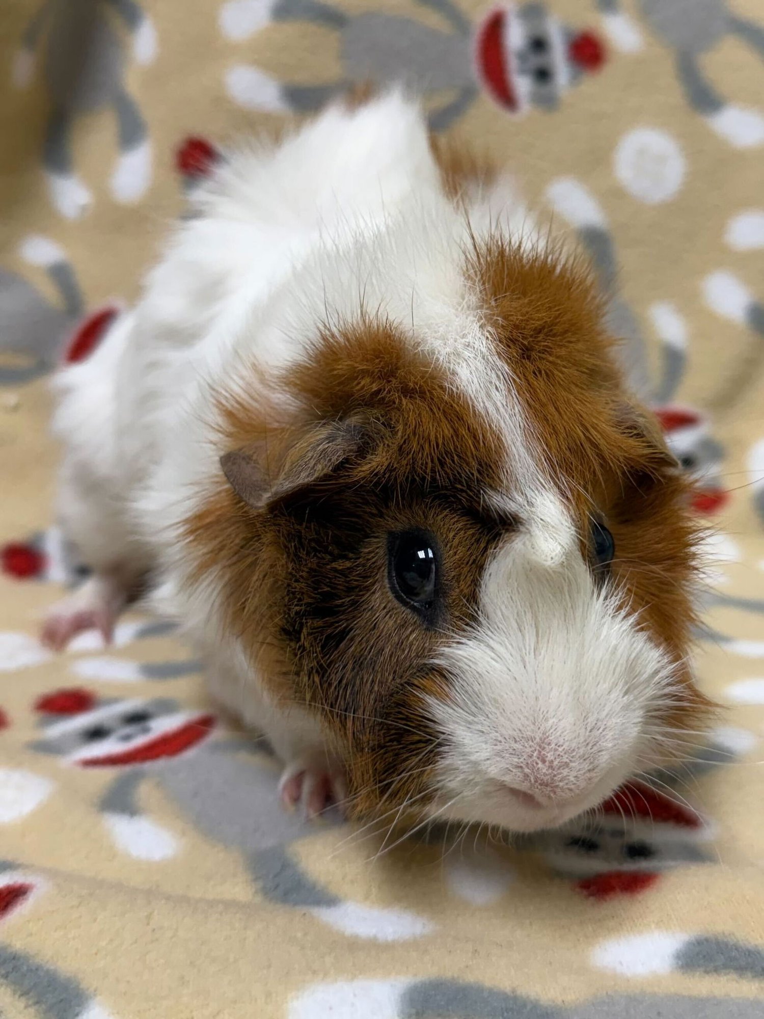 SQUEAKERS - Guinea Pig available for adoption