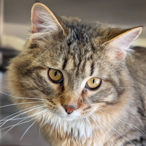 ONE HIT WONDER - Domestic Medium Hair available for adoption