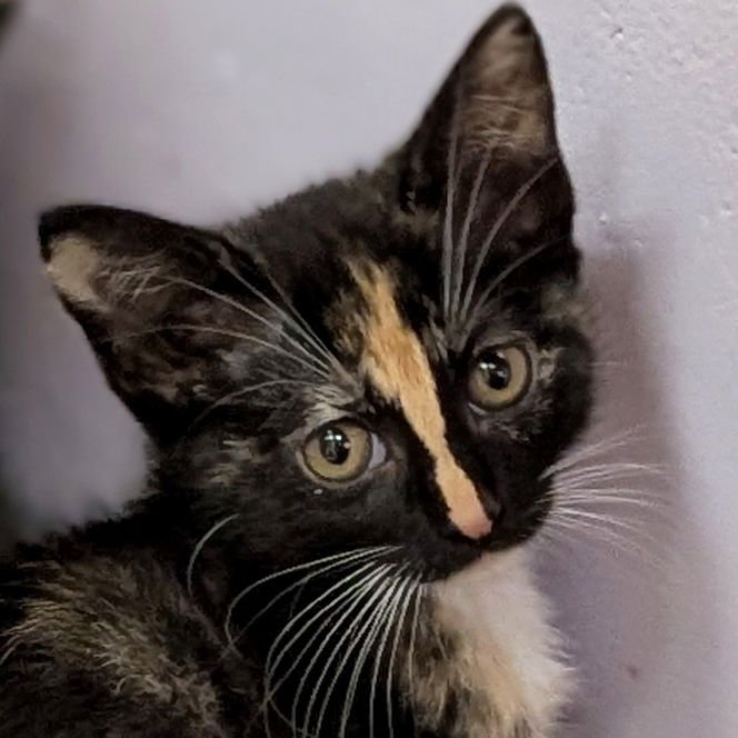 FROST - Domestic Short Hair available for adoption