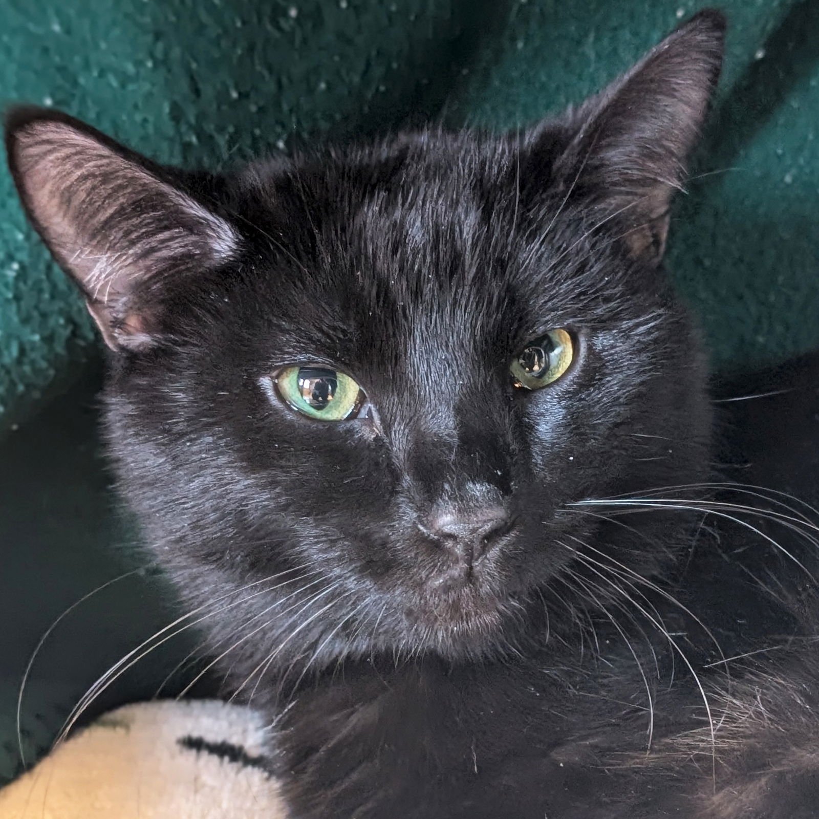 MEATBALL - Domestic Short Hair available for adoption