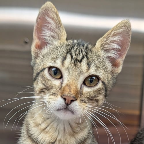 WRECK-IT RALPH - Domestic Short Hair available for adoption