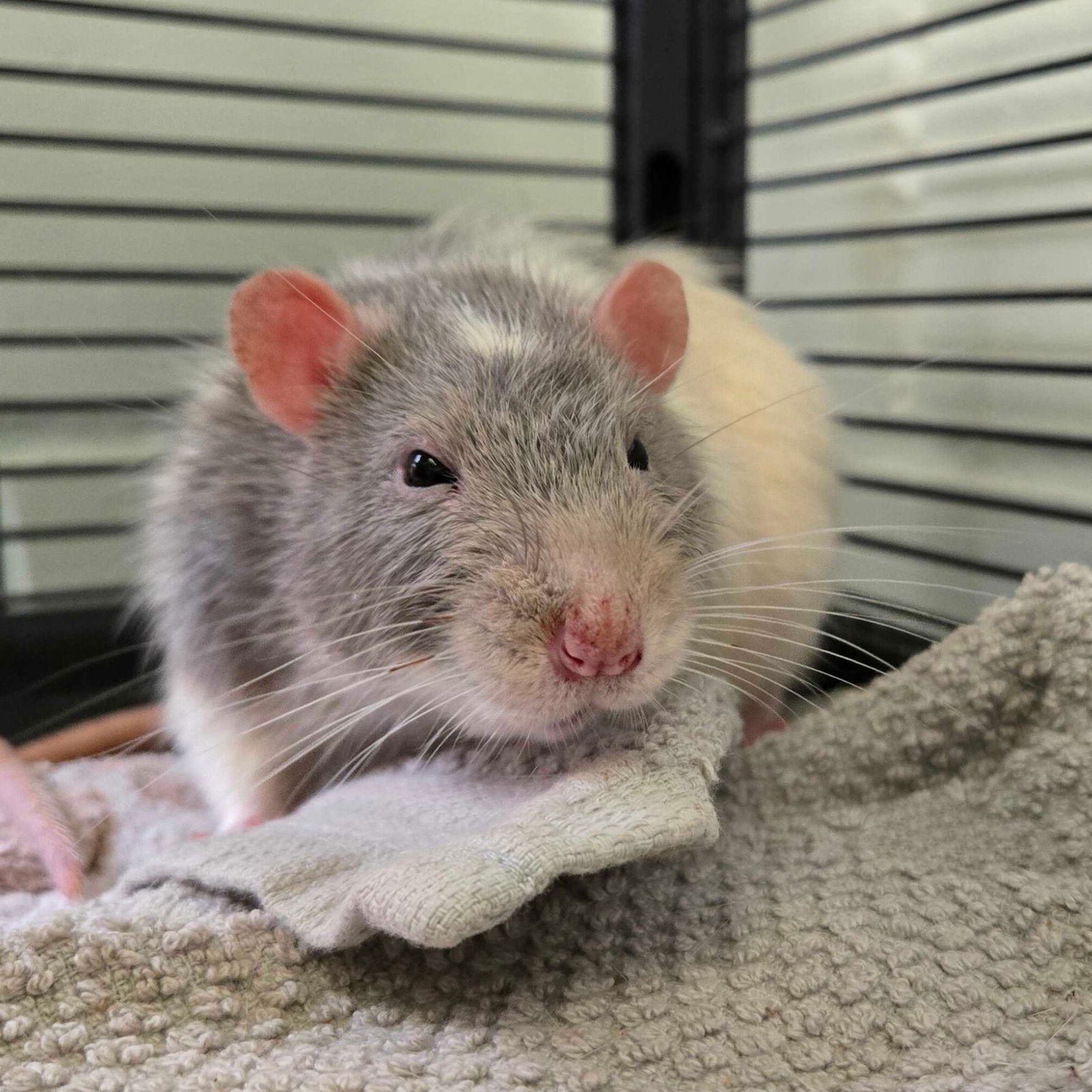 TOES - Rat available for adoption