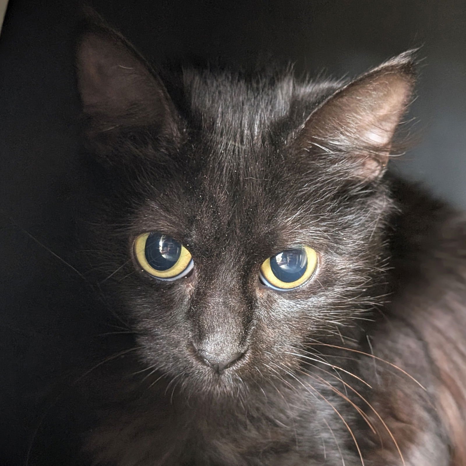 MISSY - Domestic Medium Hair available for adoption