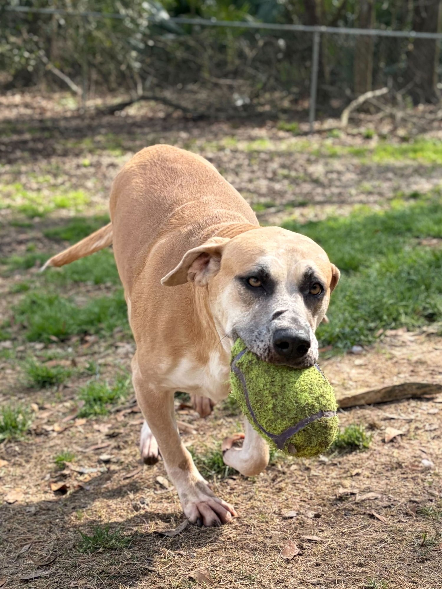 CAROLINE - Labrador Retriever available for adoption