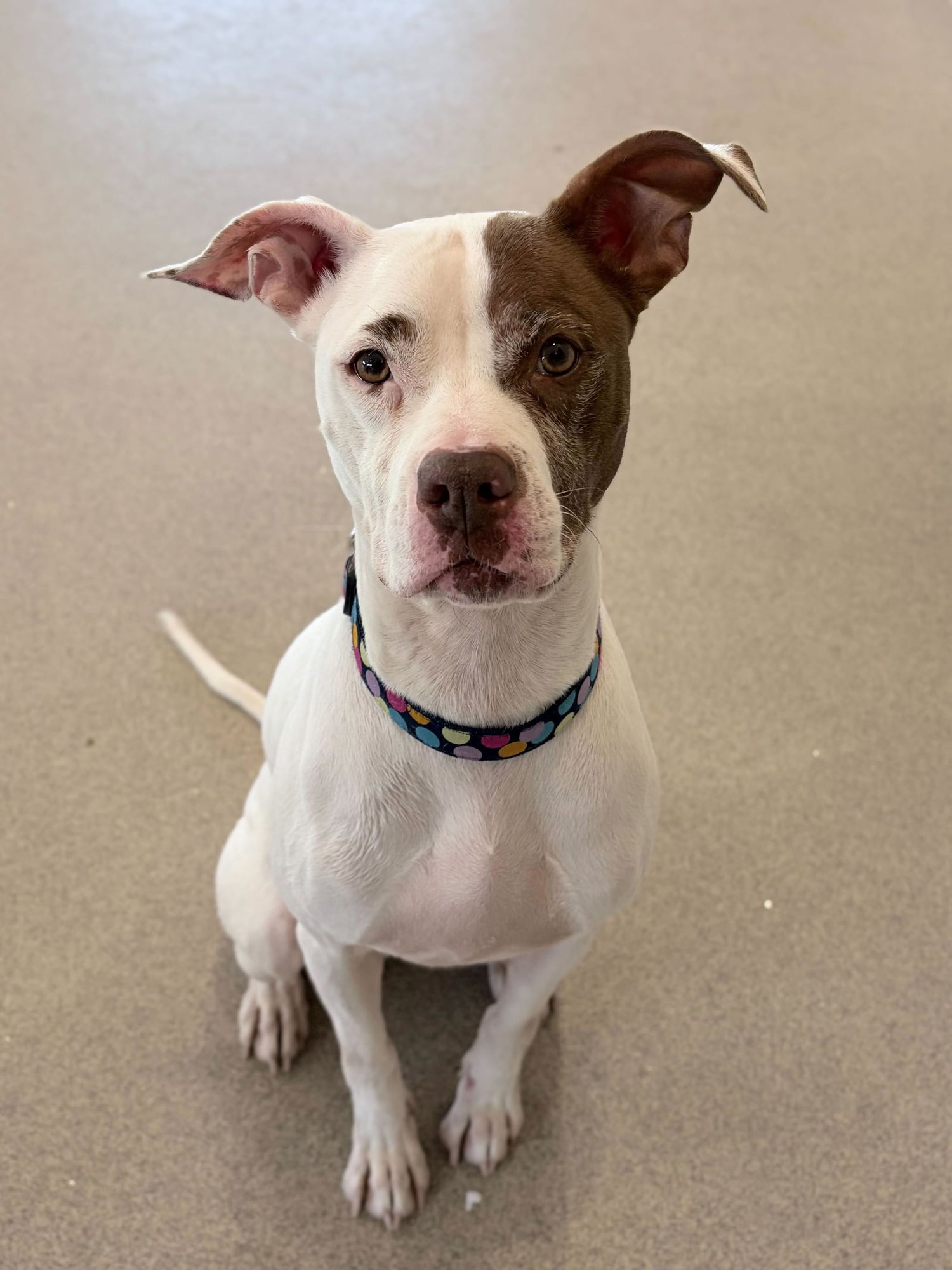 KATANA - Terrier available for adoption