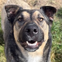 Raven - Name Your Own Adoption Fee! - Photo 1