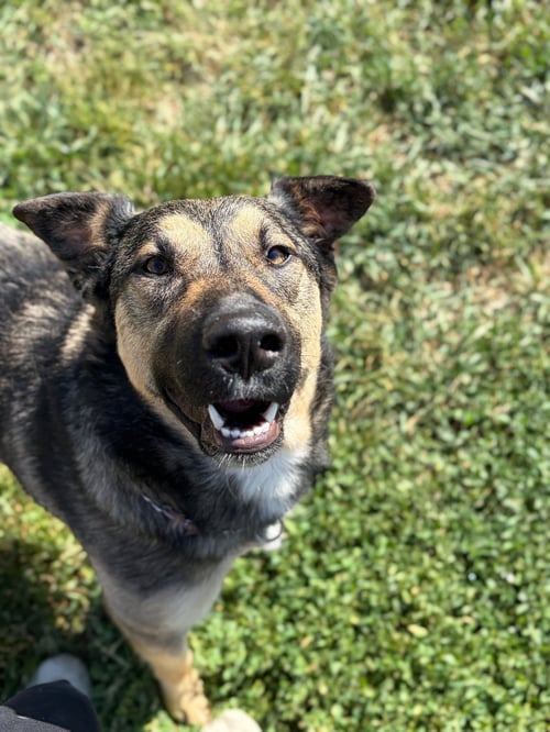 RAVEN - NAME YOUR OWN ADOPTION FEE! - German Shepherd Dog available for adoption