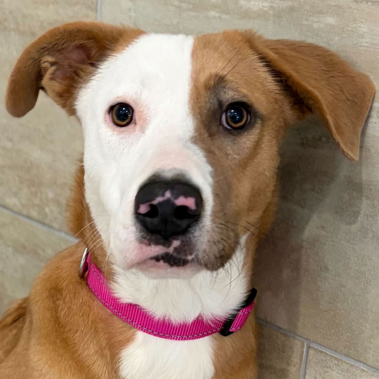 EFFIE - Terrier available for adoption