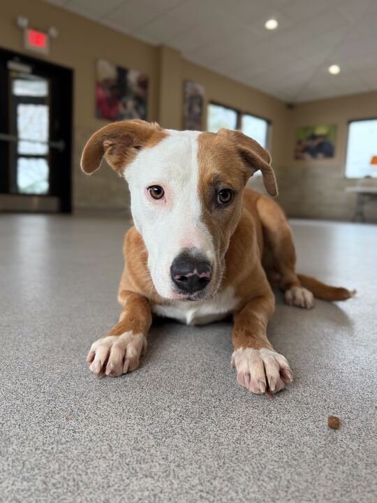 EFFIE - Terrier available for adoption