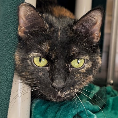 TIKI - Domestic Short Hair available for adoption