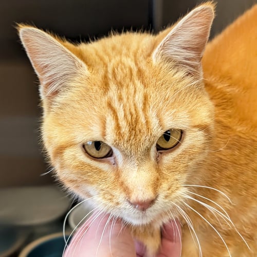DEMETRI - Domestic Short Hair available for adoption