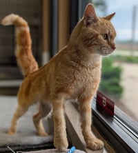 Demetri - Photo 2