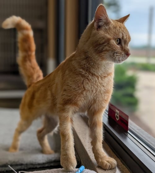 DEMETRI - Domestic Short Hair available for adoption
