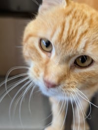 Demetri - Photo 4