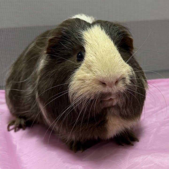JOEY - NAME YOUR OWN ADOPTION FEE! - Guinea Pig available for adoption