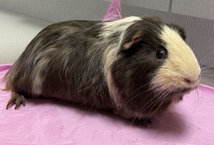 JOEY - NAME YOUR OWN ADOPTION FEE! - Guinea Pig available for adoption