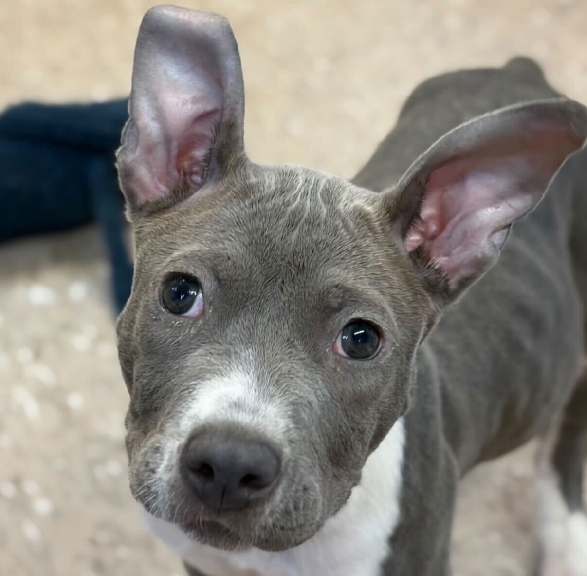 MAPLE - Unknown available for adoption