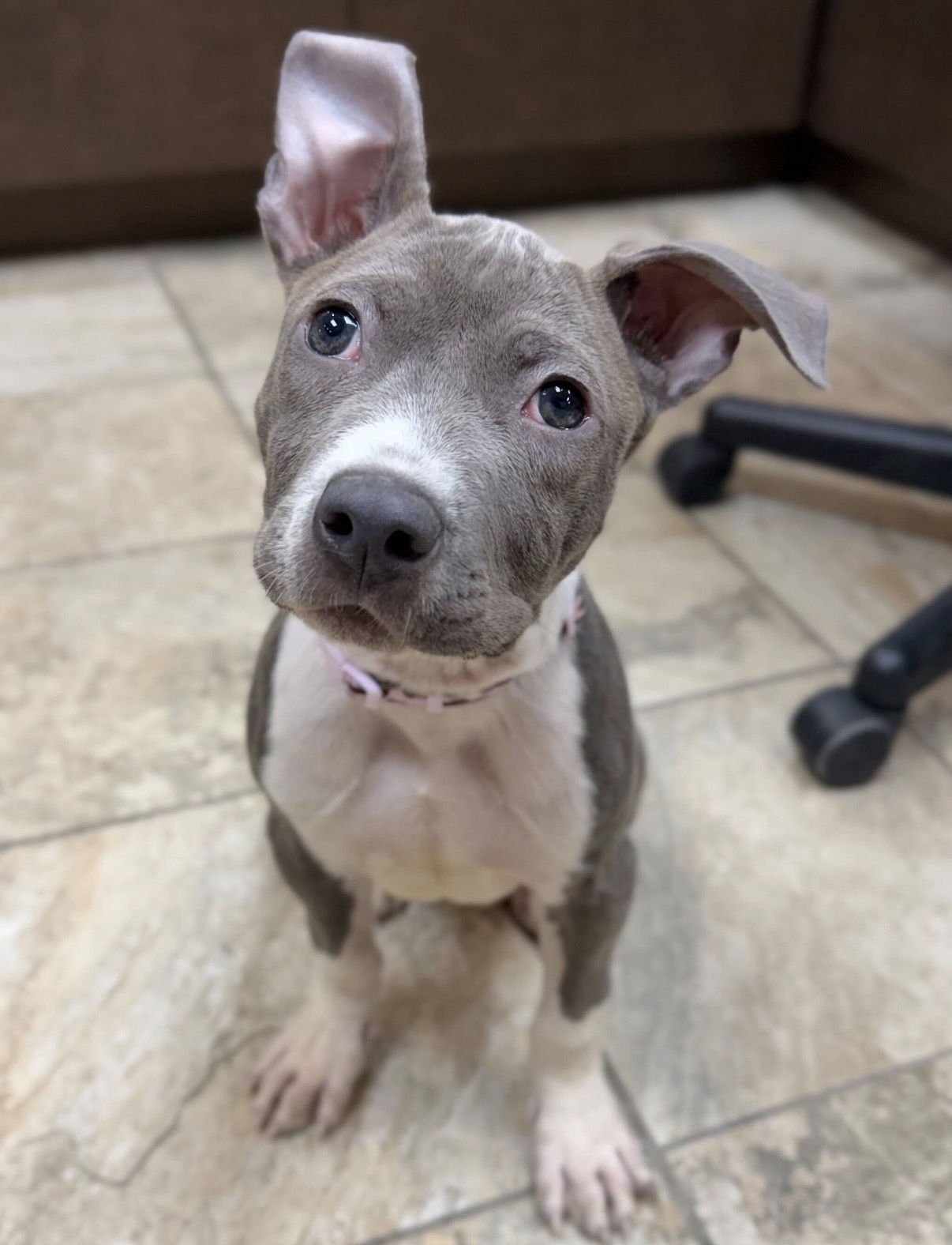 MAPLE - Unknown available for adoption