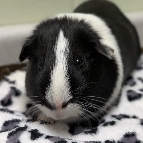PETER - Guinea Pig available for adoption