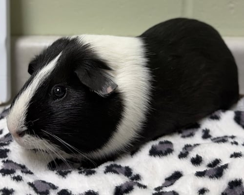 PETER - Guinea Pig available for adoption