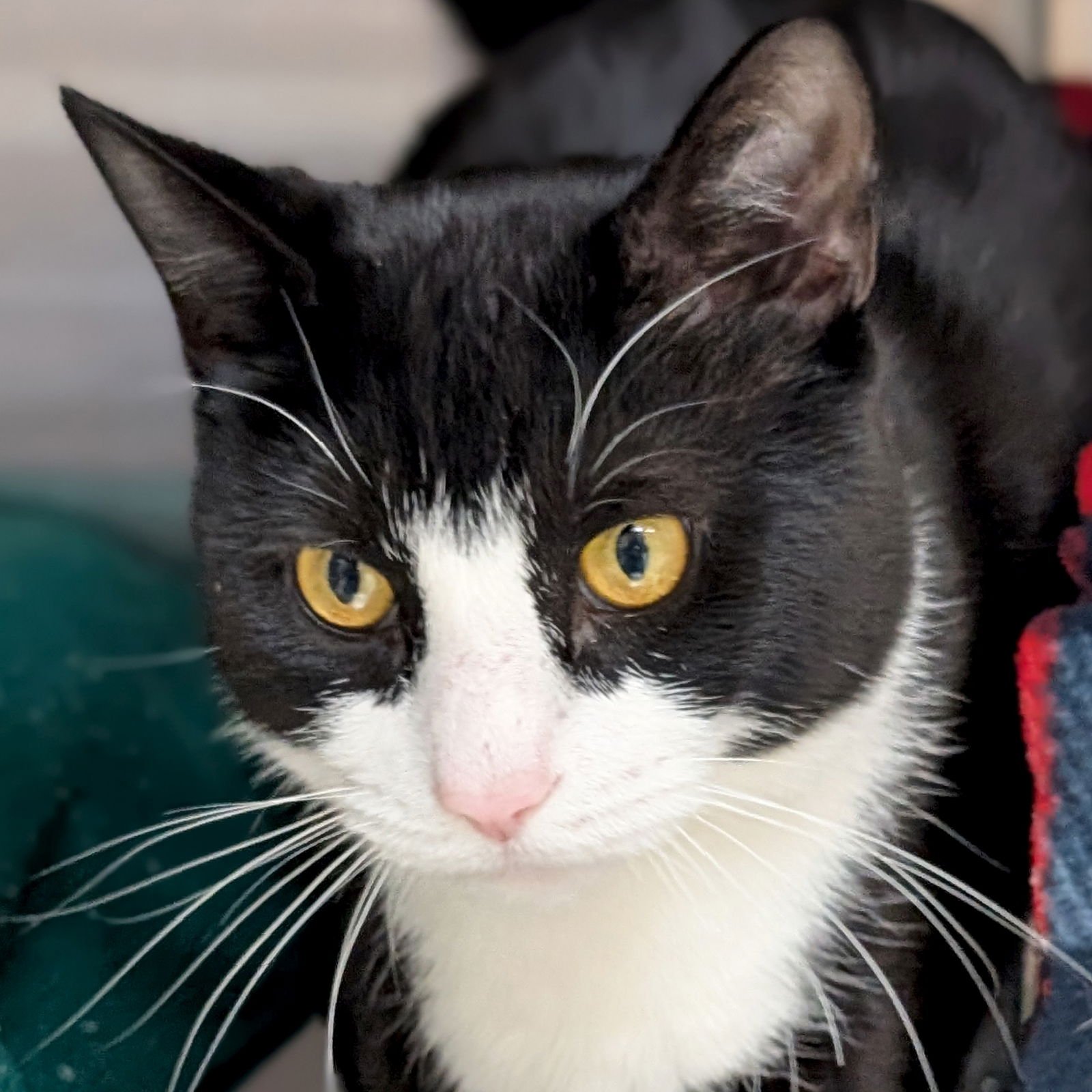 TUX - Domestic Short Hair available for adoption