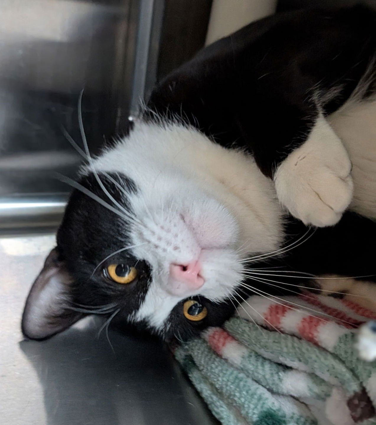 TUX - Domestic Short Hair available for adoption