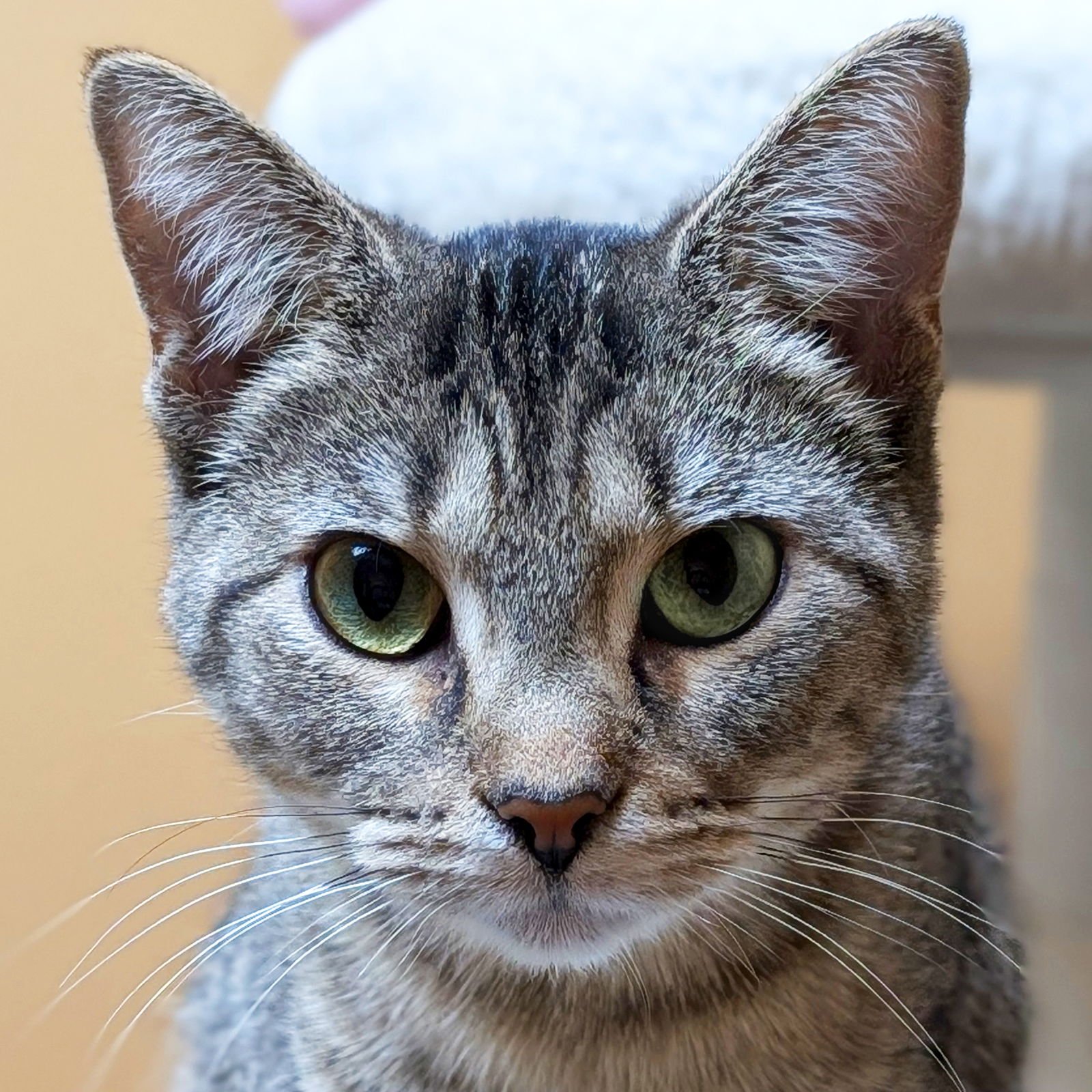CRAYON - NAME YOUR OWN ADOPTION FEE! - Domestic Short Hair available for adoption