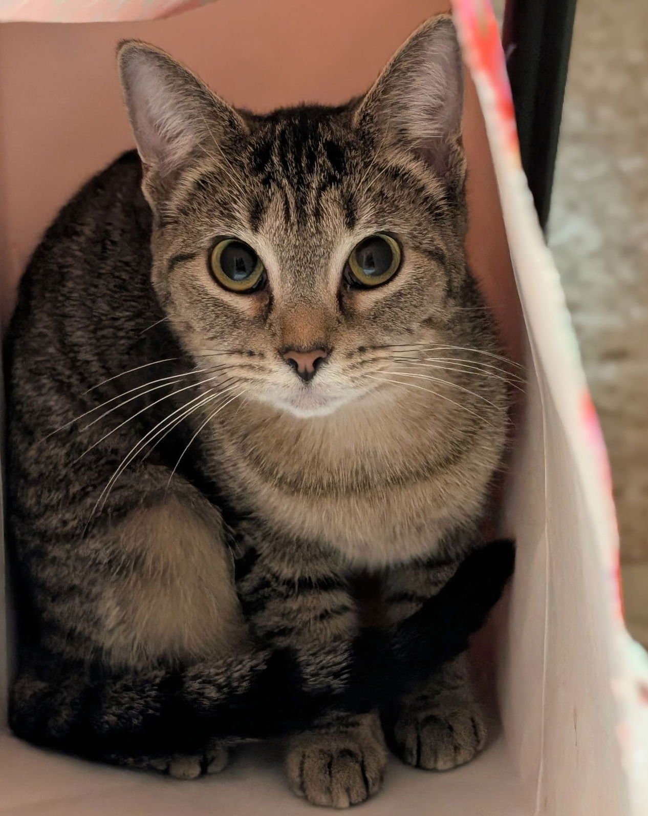 CRAYON - NAME YOUR OWN ADOPTION FEE! - Domestic Short Hair available for adoption