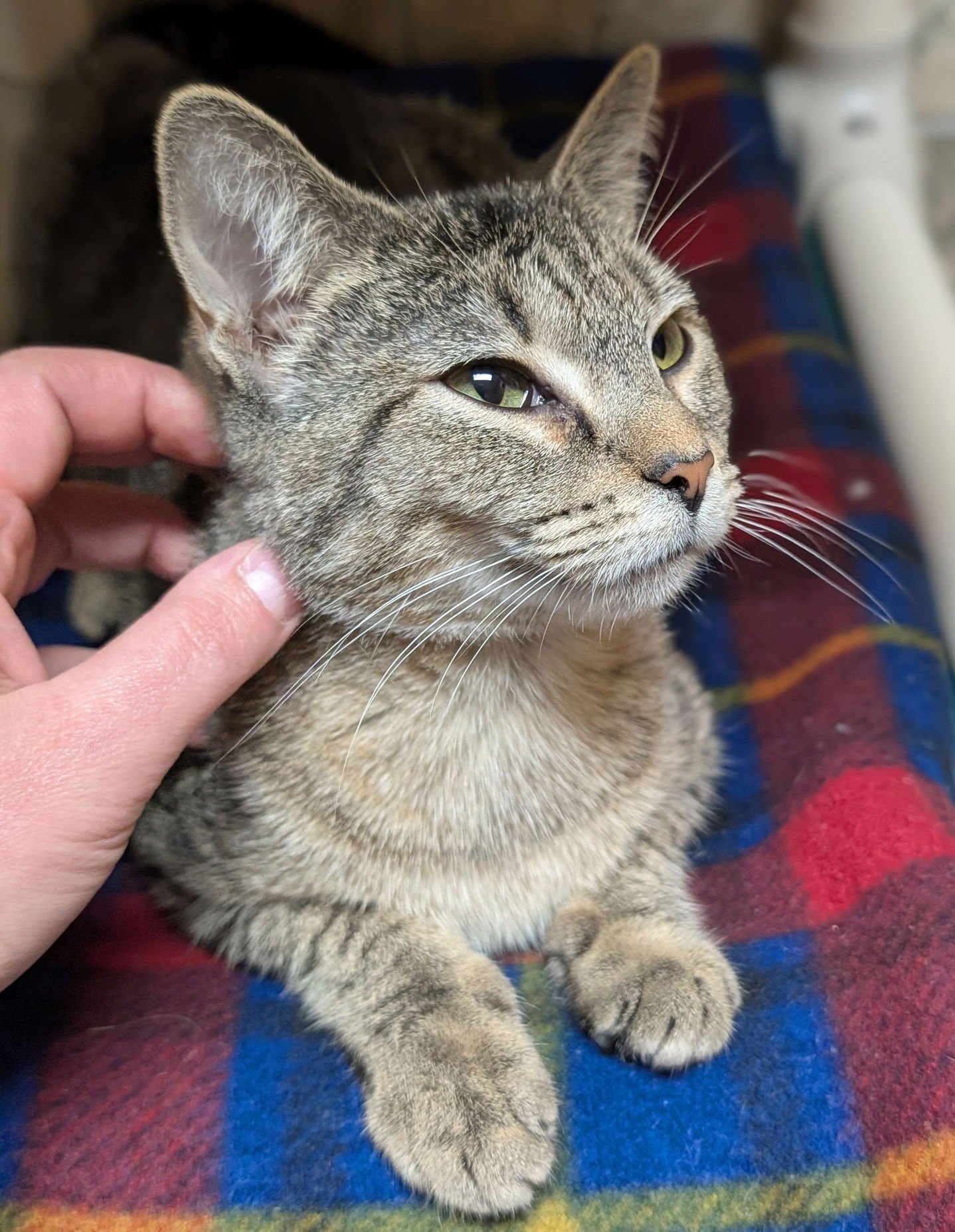 Crayon - Name Your Own Adoption Fee! - Photo 3