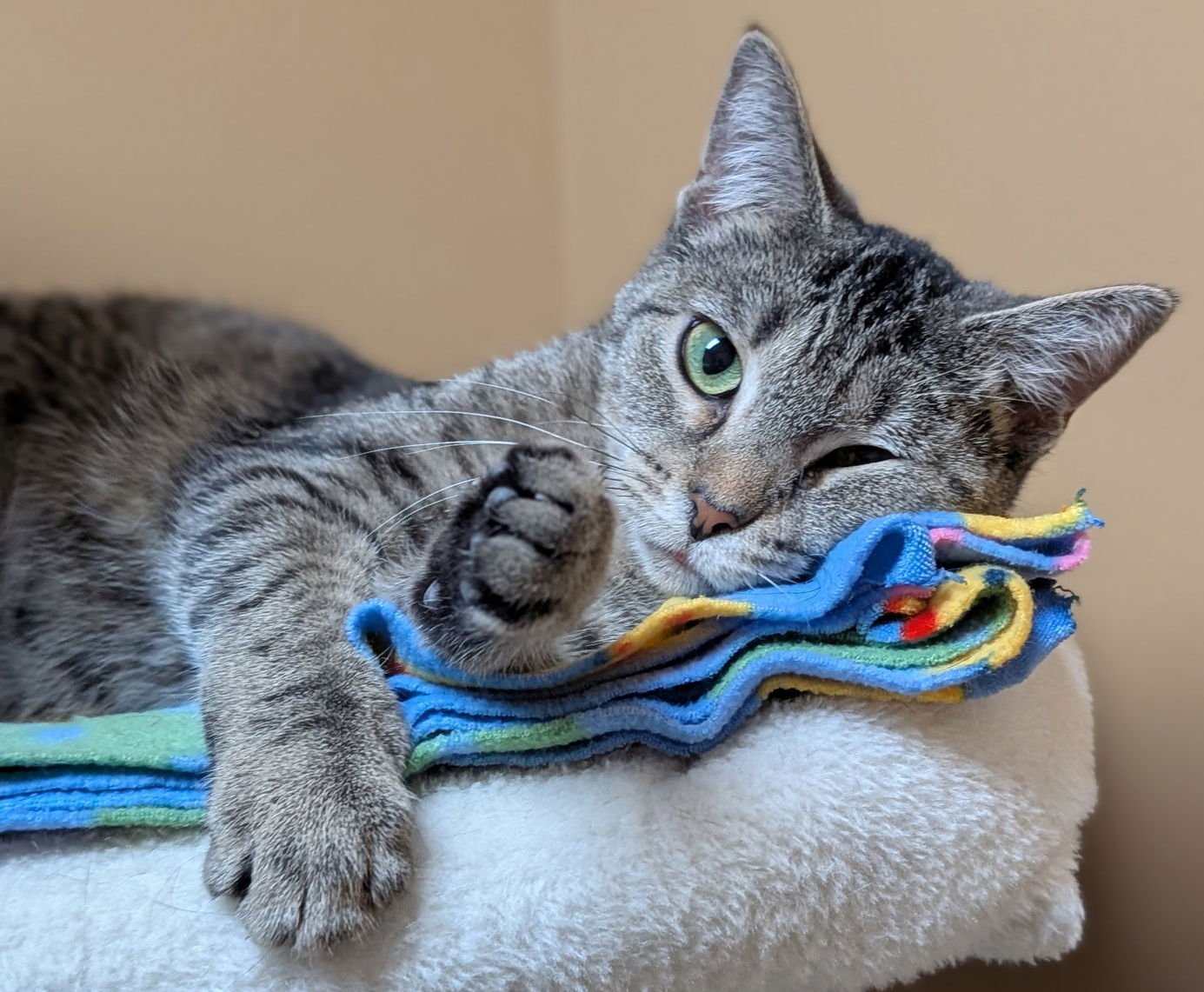 Crayon - Name Your Own Adoption Fee! - Photo 4