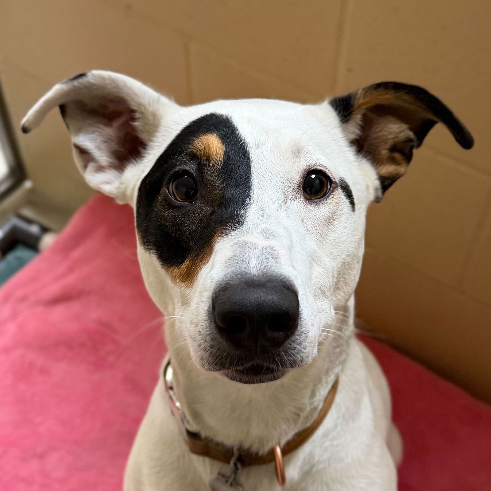 AGAVE - NAME YOUR OWN ADOPTION FEE! - Labrador Retriever available for adoption