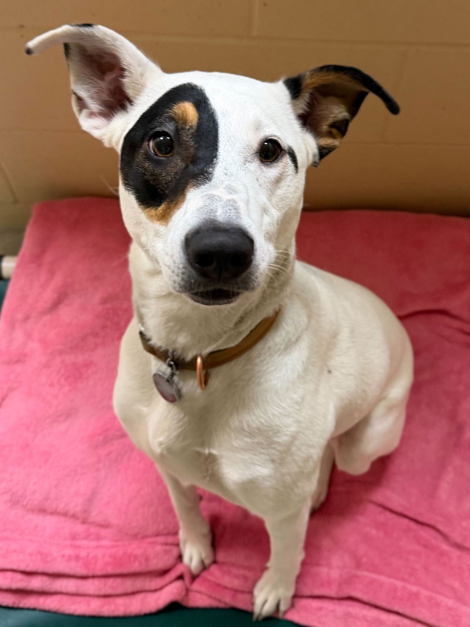 AGAVE - NAME YOUR OWN ADOPTION FEE! - Labrador Retriever available for adoption