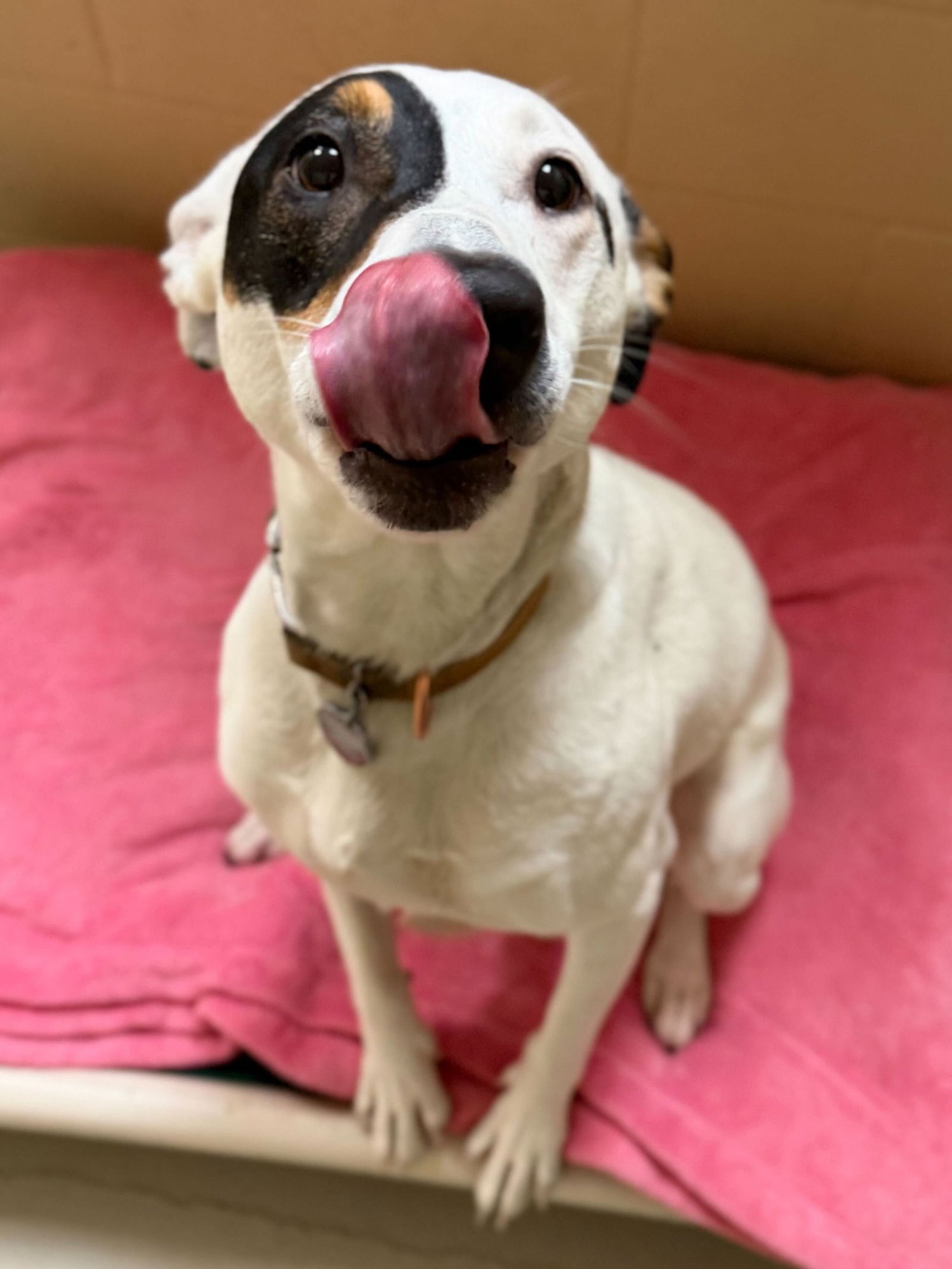 Agave - Name Your Own Adoption Fee! - Photo 3