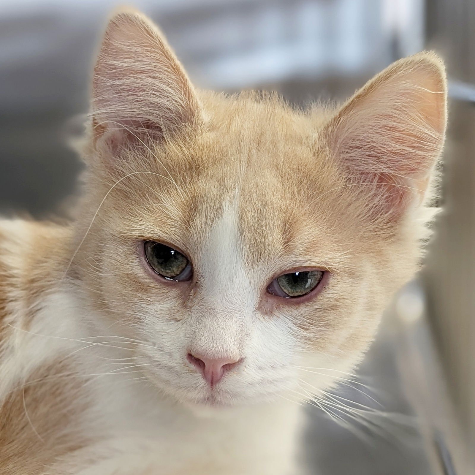 SAINT - REDUCED FEE! - Domestic Long Hair available for adoption