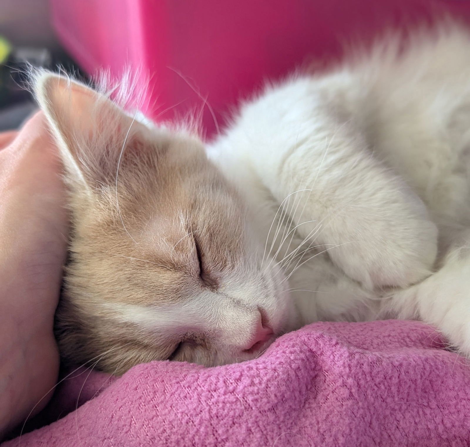 SAINT - REDUCED FEE! - Domestic Long Hair available for adoption