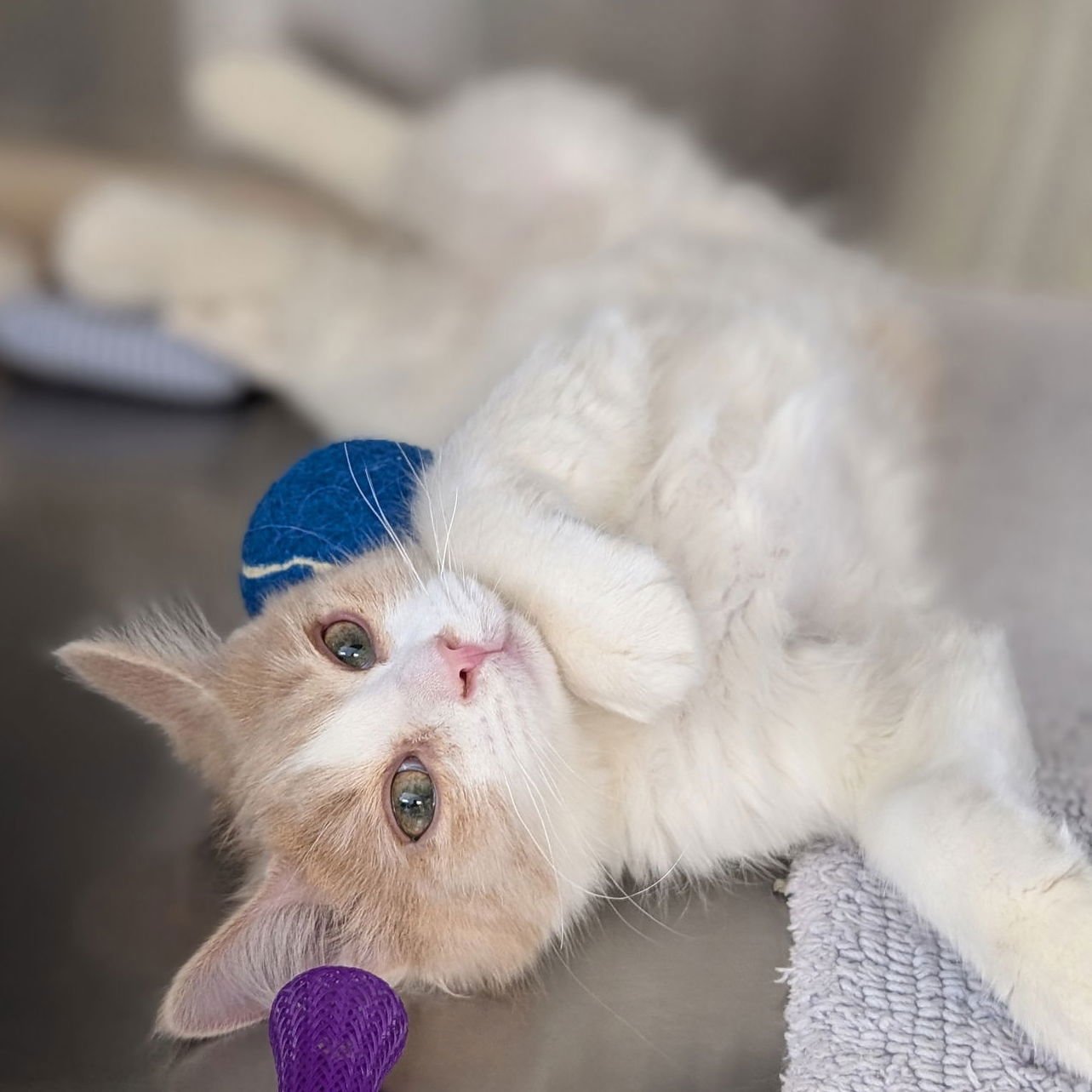 Saint - Reduced Fee! - Photo 3