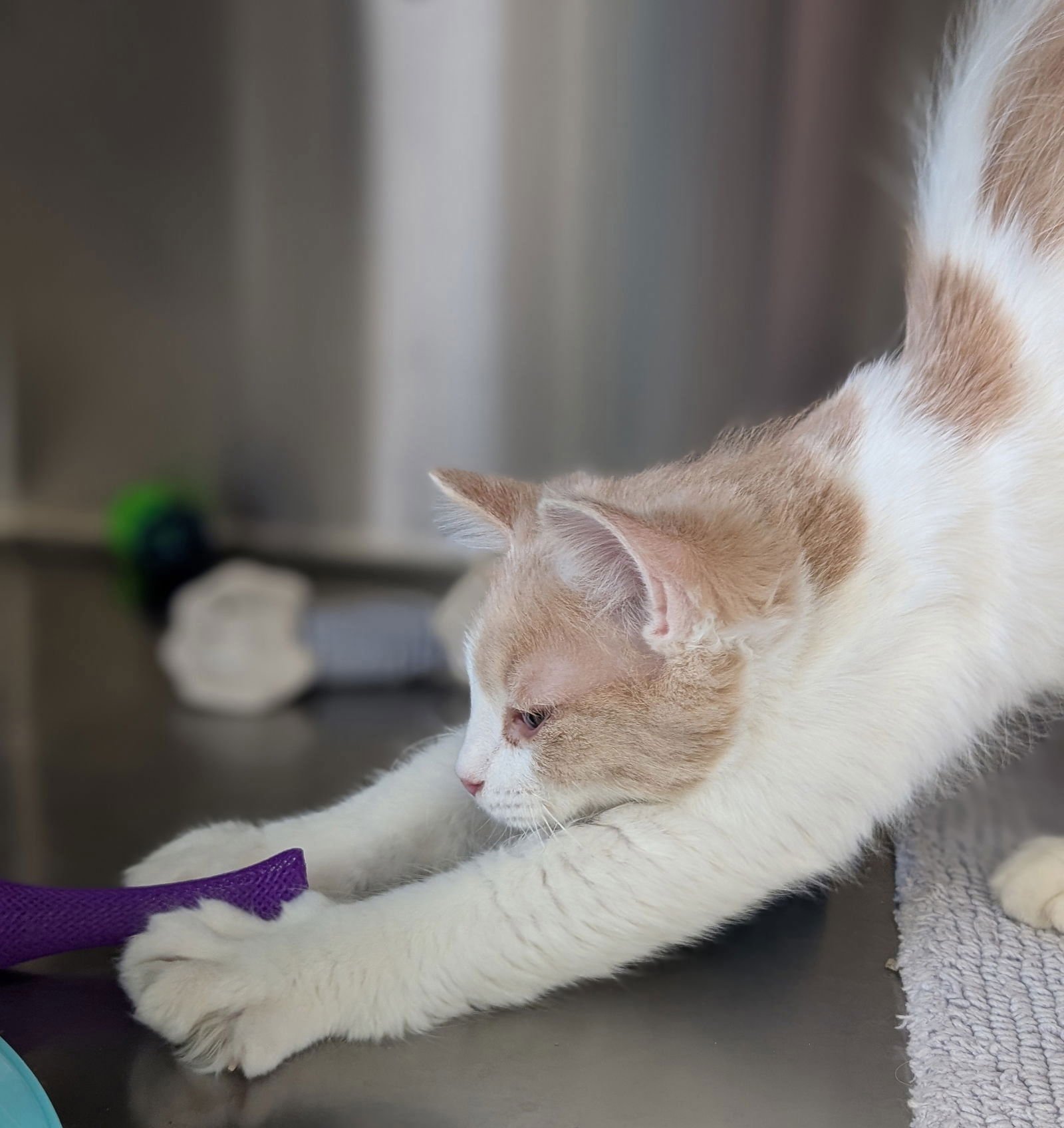 Saint - Reduced Fee! - Photo 4