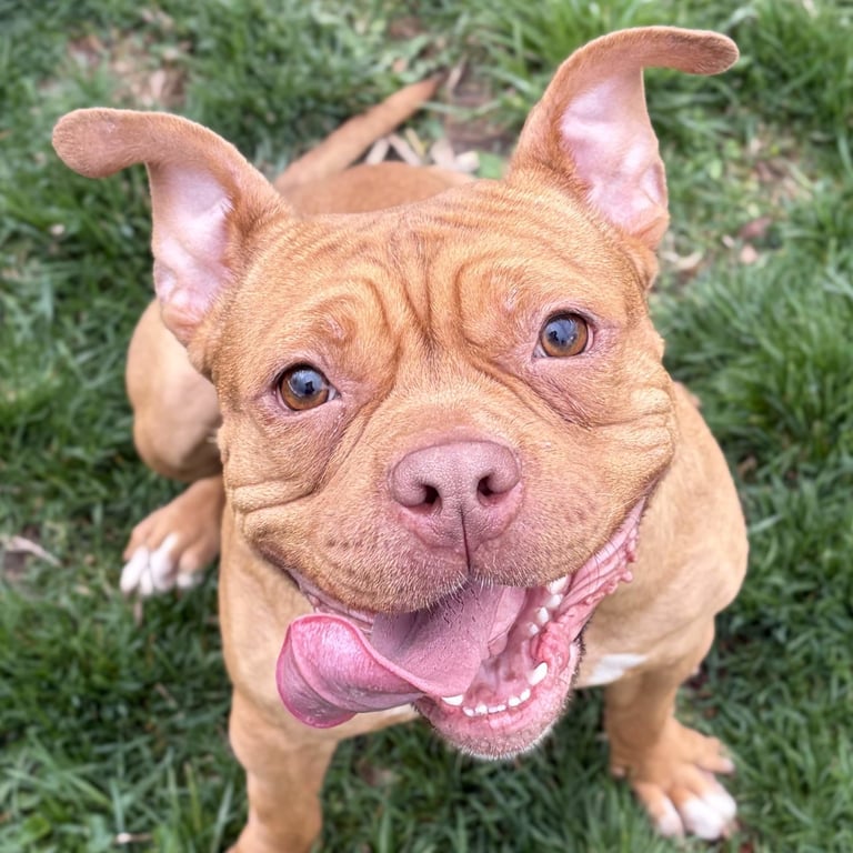 DeDe - Adoption Fee Paid! Image