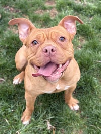 DeDe - Adoption Fee Paid! - Photo 2