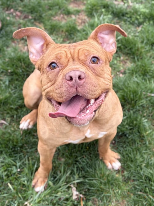 DEDE - ADOPTION FEE PAID! - Terrier available for adoption